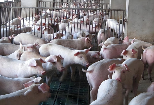 Process flow and brief plan for zero emission project in breeding farms